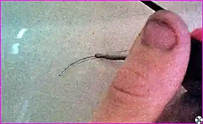 Ремонт мелких лакокрасочных повреждений кузова автомобиля Hover-5